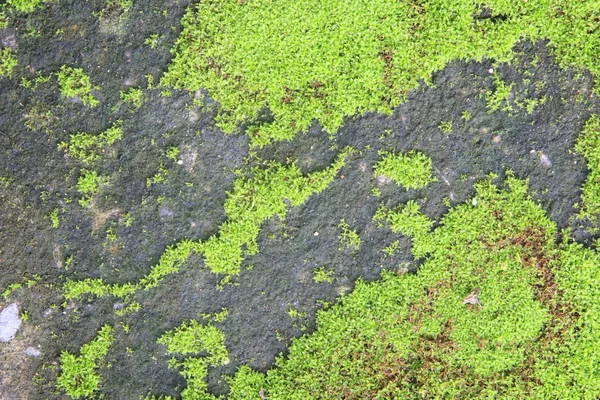 苔藓纹理背景 — 图库照片