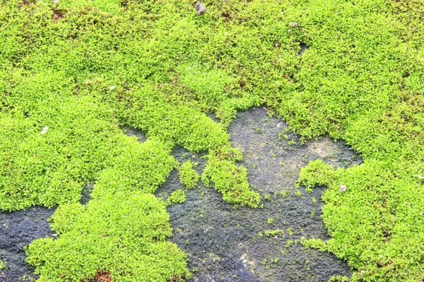 苔藓纹理背景 — 图库照片