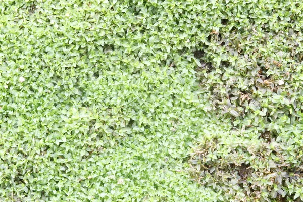 Moss texture, background — Stock Photo, Image