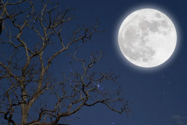 Lua cheia com árvores mortas . — Fotografia de Stock