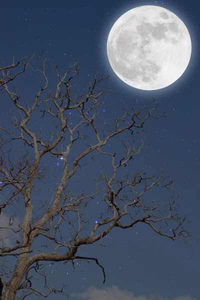 Lua cheia com árvores mortas . — Fotografia de Stock