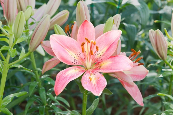 Lillie kwiat w ogrodzie. — Zdjęcie stockowe