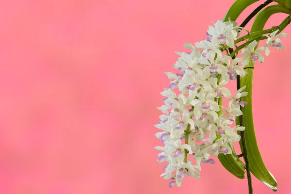 Inci küçük beyaz mor spot renkli grup çiçeklerin yakın çekim — Stok fotoğraf