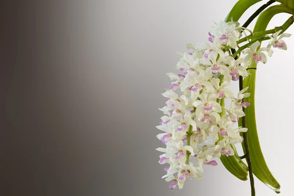 Primo piano di piccoli fiori di gruppo colorati macchia viola bianca di th — Foto Stock