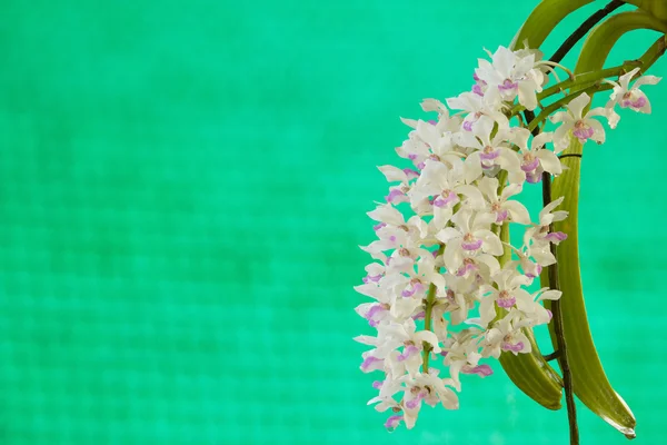 Primo piano di piccoli fiori di gruppo colorati macchia viola bianca di th — Foto Stock