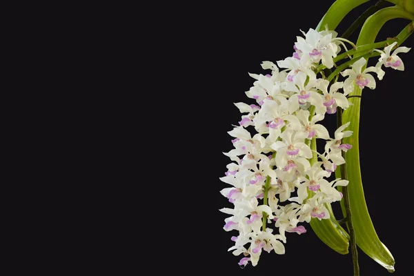 Close up orchids isolate on black background. — Stock Photo, Image