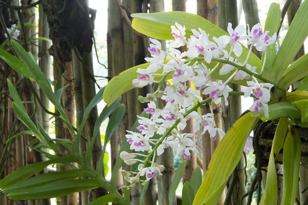 Närbild av liten vit lila fläck färgglada grupp blommor av th — Stockfoto