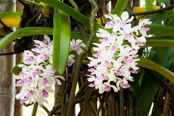 Närbild av liten vit lila fläck färgglada grupp blommor av th — Stockfoto