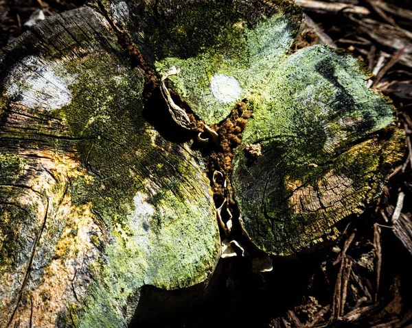 Close Odd Shaped Stump Green White Moss Orange Growth — Stock Photo, Image