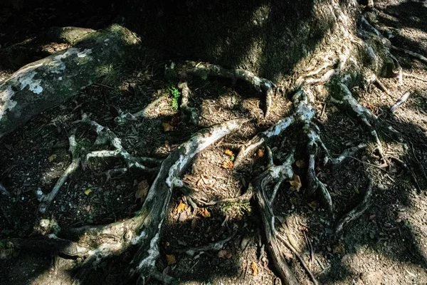 Karşıt ışık ve gölgesi olan büyük yaşlı ağacın kökleri.