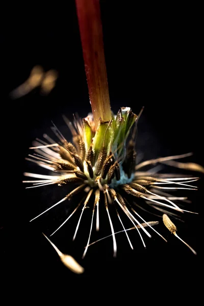 暗闇の中で隔離された周りに散在する種子を持つ隔離された中心反転タンポポの種子頭 — ストック写真