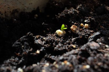 Yeni Fesleğen Tohumları Toprağın Altında Saklanıyor