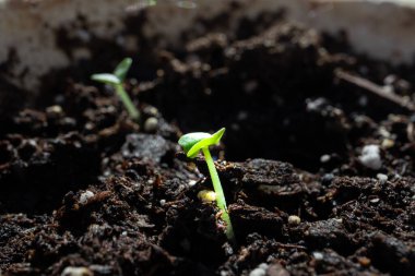 Arka plandaki Diğer Tohumlarla Kirli Fesleğen Fesleğeni Macro Kapanışı