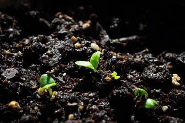 Topraktan Gelen Basil Tohumları Grubunun Macro Kapanışı