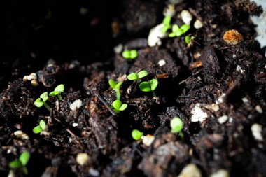 Çapraz Çapraz Basil Tohumları Çizgisi Makro Kapanışı