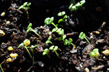 Solunda ışık olan Basil Tohumları Grubu Makro Kapanışı