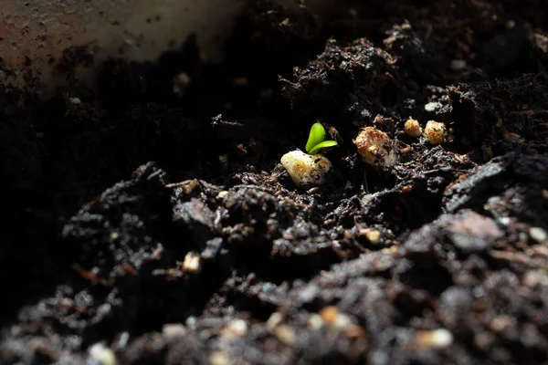 Yeni Fesleğen Tohumları Toprağın Altında Saklanıyor