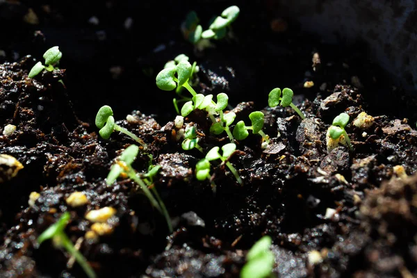 Makro Närbild Basilika Plantor Inför Light Vänster Sida — Stockfoto