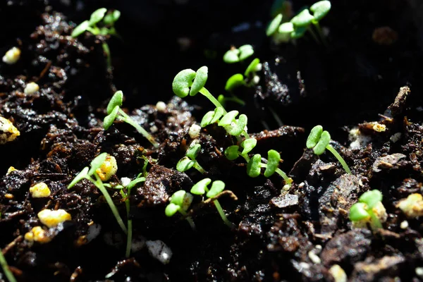 Solunda ışık olan Basil Tohumları Grubu Makro Kapanışı