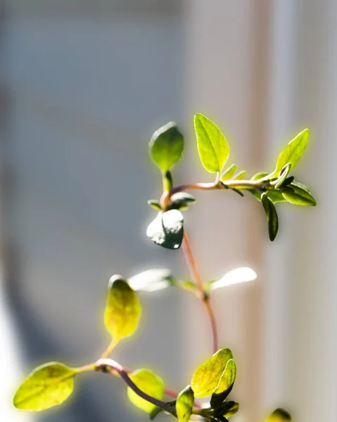 Miękkie Makro Zbliżenie Końca Macierzystego Liści Tymianku Roślin Jasnym Ciepłym — Zdjęcie stockowe