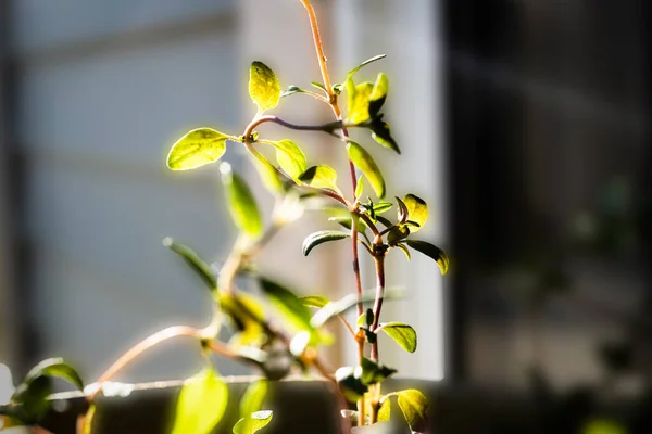 Dikey Kök 'ün Yumuşak Makro Kapanışı ve Parlak Güneş Işığında Kekik Bitkisi Yaprakları