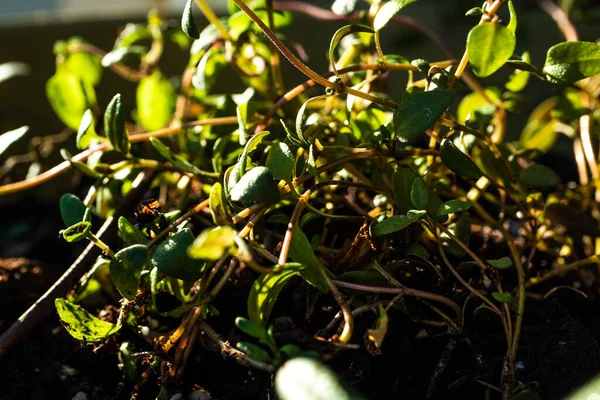 Macro Closeup Tulpini Încurcate Frunze Plante Cimbru — Fotografie, imagine de stoc