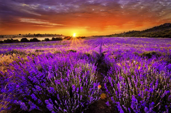 Hermoso paisaje de campo de lavanda con sol poniente y cielo naranja — Foto de Stock