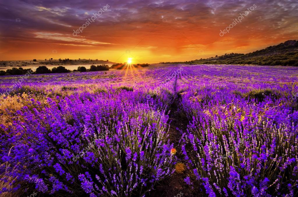 Lavender Field Sunset