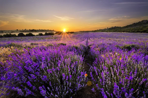 Puesta de sol sobre el campo de lavanda — Foto de Stock