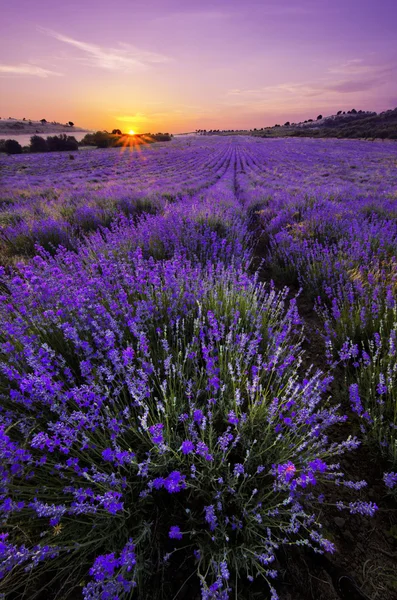 Campo de lavanda — Fotografia de Stock