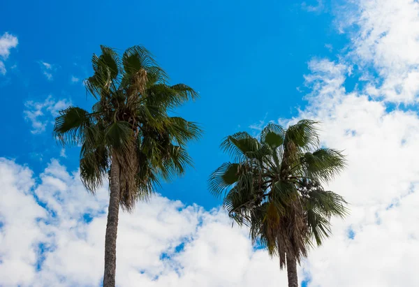 Deux palmiers à Lecce — Photo