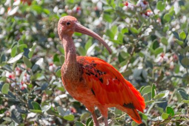 The Scarlet Ibis clipart
