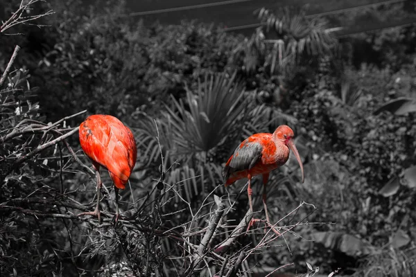 İki Kızıl aynak Bw