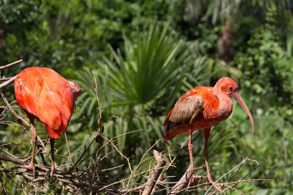 Dos ibis escarlata en su hábitat — Foto de Stock