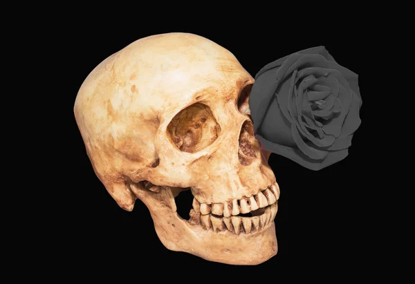 Czarna róża w oko czaszki — Zdjęcie stockowe