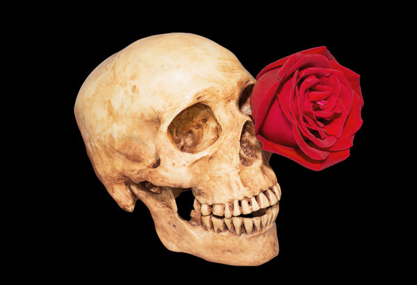 Red rose in eye skull isolate