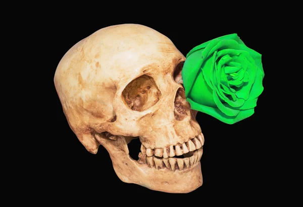 Πράσινο τριαντάφυλλο στο μάτι κρανίο απομονώσει — Φωτογραφία Αρχείου