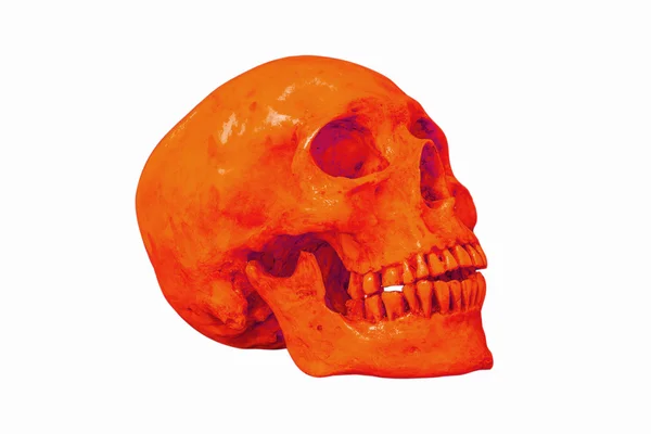 인간의 두개골의 측면도 분리, 클리핑 경로 — 스톡 사진