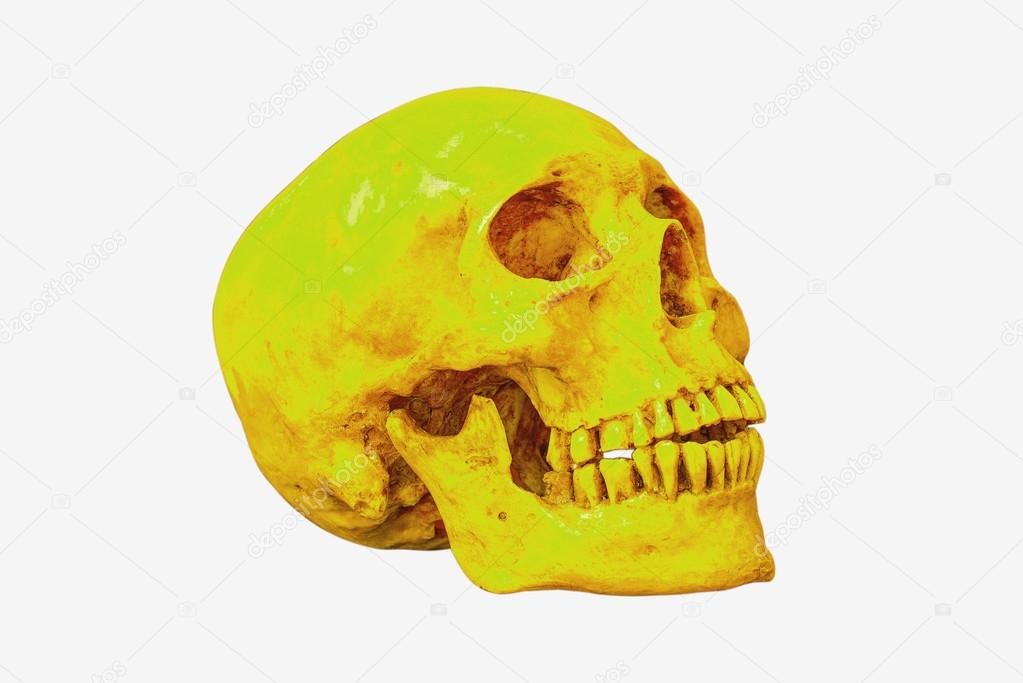 Side view of yellow Human skull isolate,clipping path