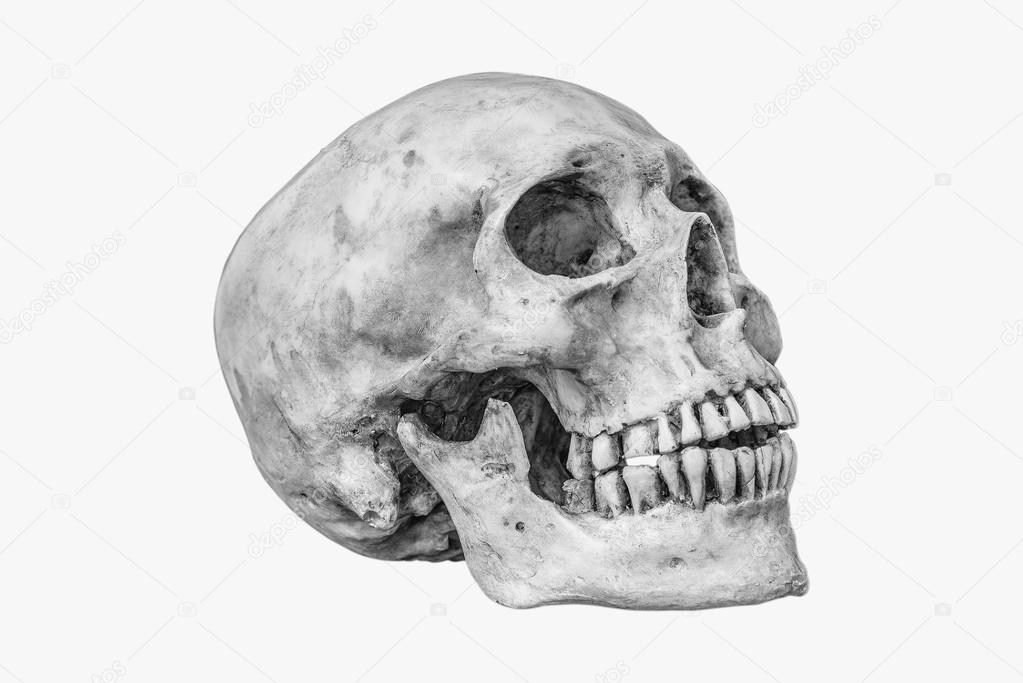 side view skull side view of human skull stock photo c lasivious 99857220 https depositphotos com 99857220 stock photo side view of human skull html