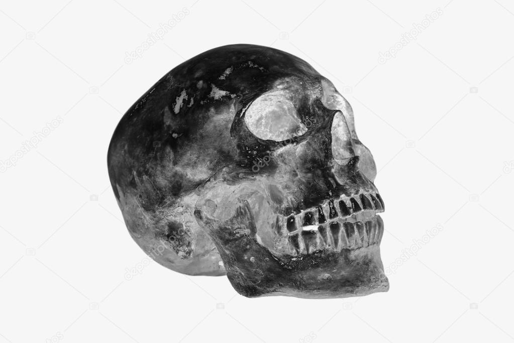 Side view of Human skull isolate,clipping path