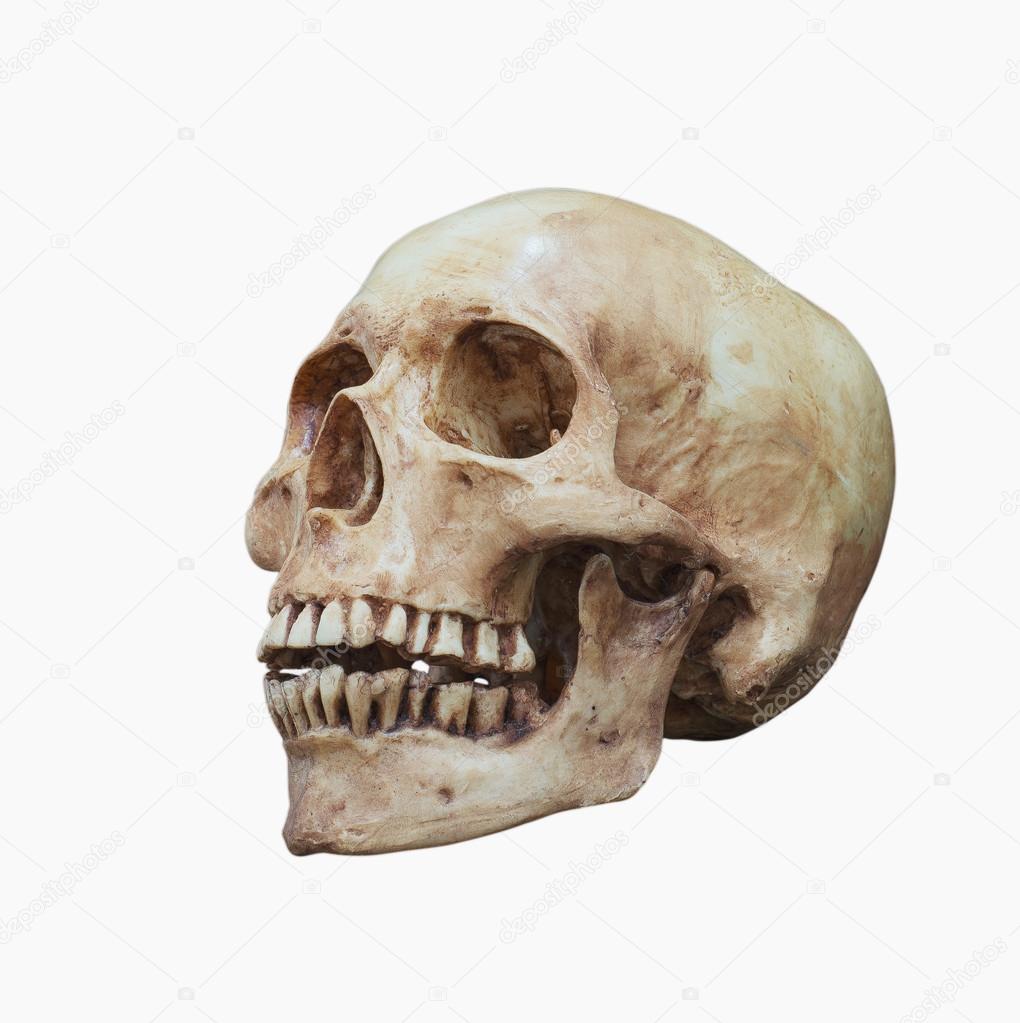 Side view of Human skull