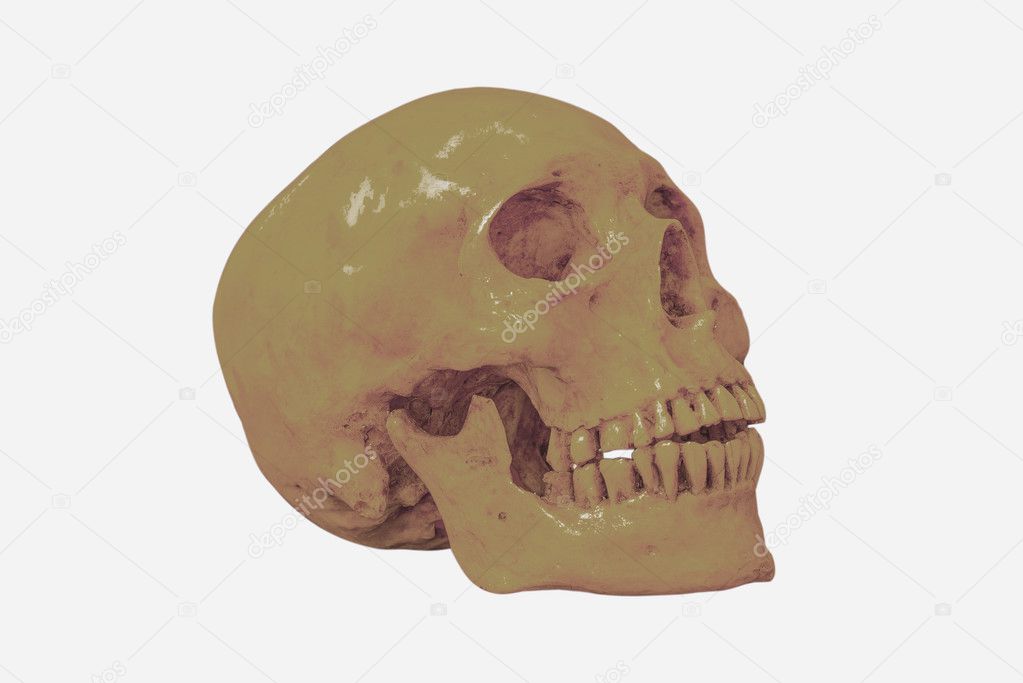 Side view of green Human skull isolate,clipping path