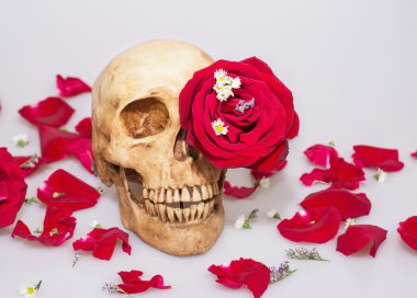 Kafatası ile kırmızı gül 