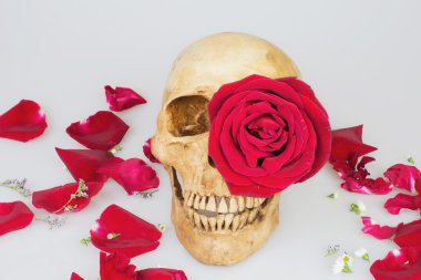 Kafatası ile kırmızı gül 