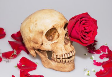 Kafatası ile kırmızı gül 