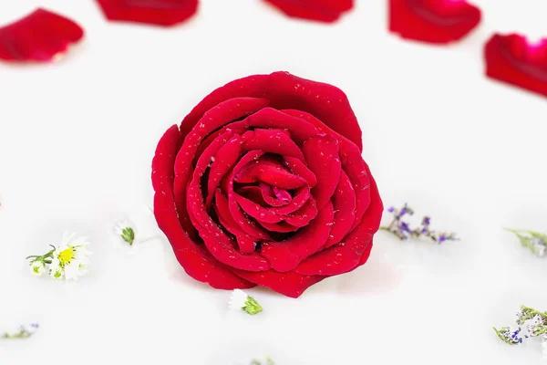 Rosa roja con fondo blanco — Foto de Stock