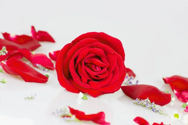 Красная роза с белыми лепестками роз — стоковое фото