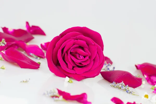 Rosa Rose mit Rosenblättern — Stockfoto