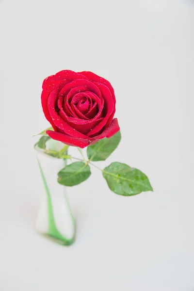 Rosa roja en jarrón blanco negro tierra — Foto de Stock